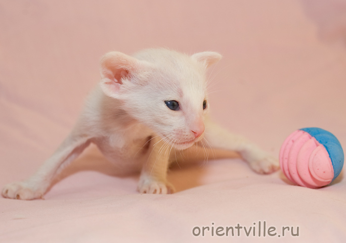 Orientville's Gandalf