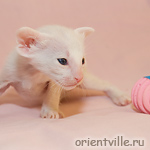 Orientville's Gandalf