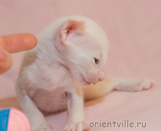 Orientville's Gusteau