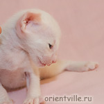 Orientville's Gusteau