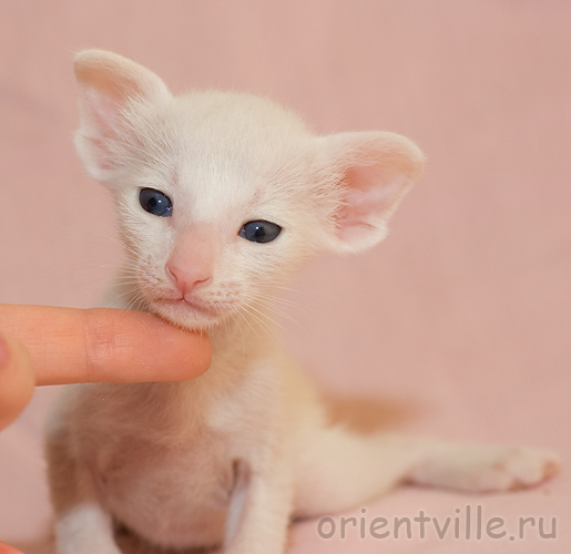 Orientville's Gusteau