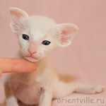 Белый ориентальный котик G3