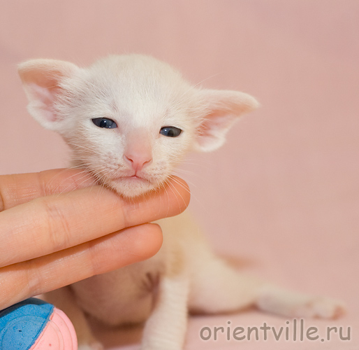 Orientville's Gusteau