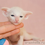 Ориентальный котенок 21 день