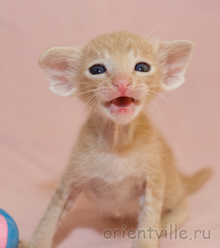 Кремовый ориентальный котик G4