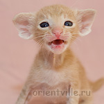 Кремовый ориентальный котик G4