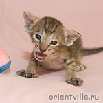 Ориентальный котенок 21 день