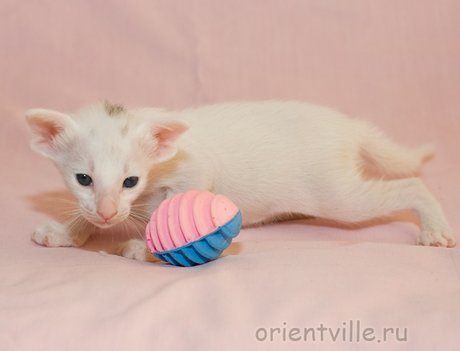 Orientville's Galateya