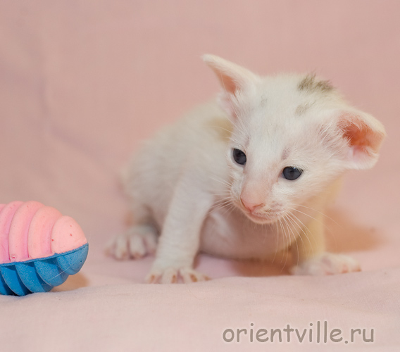 Orientville's Galateya