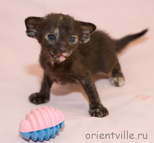 Orientville's Guenhwyvar