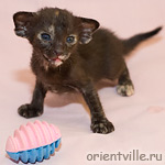 Ориентальный котенок