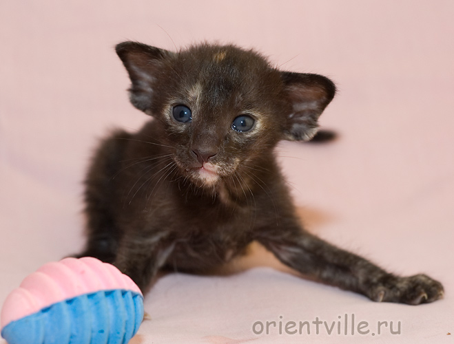 Черепаховая кошка G7