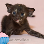 Черепаховая кошка G7