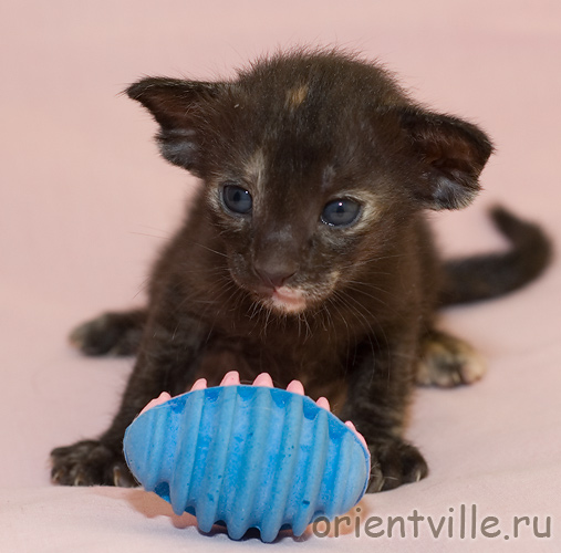 Черепаховая кошка G7