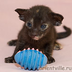 Черепаховая кошка G7