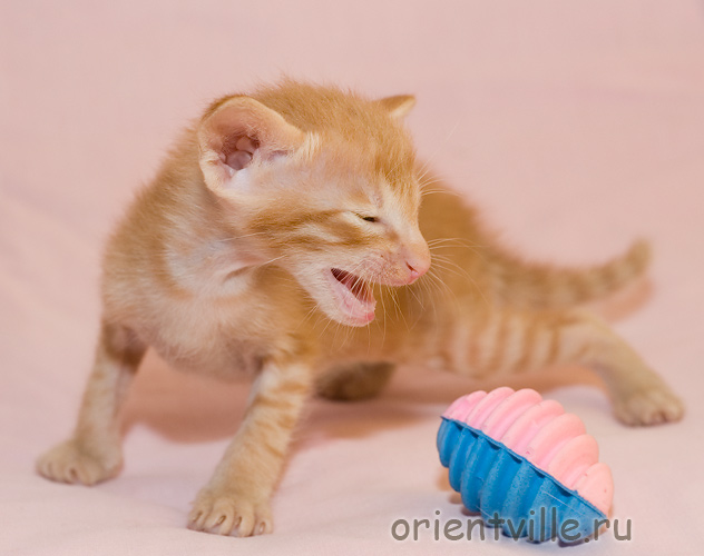 Orientville's Gulliver