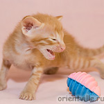 Красный пятнистый котик G8