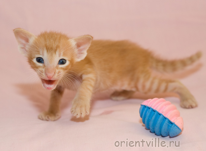 Orientville's Gulliver