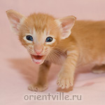 Ориентальный котенок