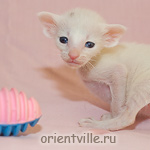 Белая ориентальная кошечка G9