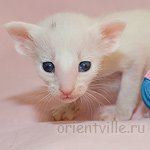 Ориентальный котенок 21 день