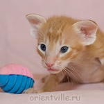 Ориентальный котенок