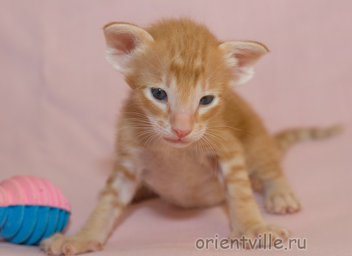 Красный пятнистый котик G10