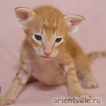 Красный пятнистый котик G10