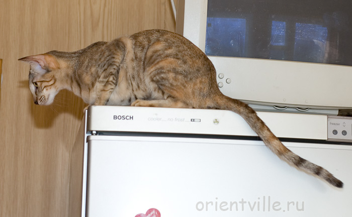 Дива на холодильнике. Мне сверху видно всё