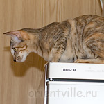 Дива на холодильнике. Мне сверху видно всё