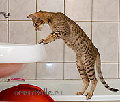 Zima Sueno de Pantera. 4.5 month