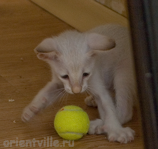 Кеша-теннисист