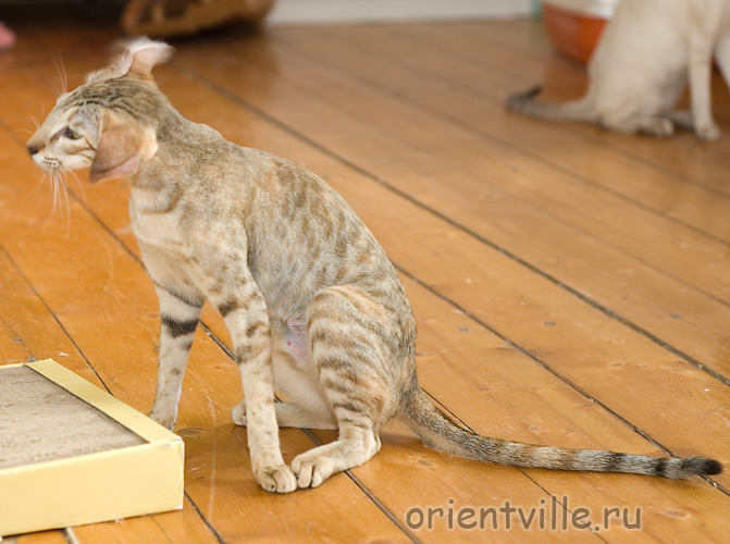 Дива машет головой