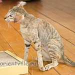 Дива машет головой