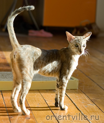 Дива. Хорошее настроение