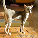 Дива. Хорошее настроение