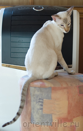 Orientville's Cap. Barbossa