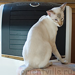 Orientville's Cap. Barbossa