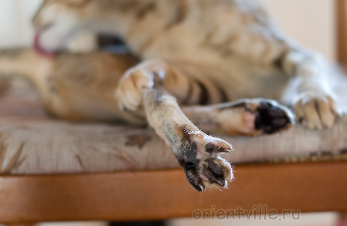 Дива. Пяточки