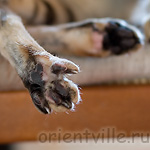 Дива. Пяточки