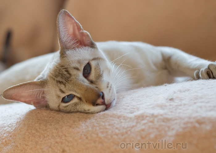 Боня разнежился на солнышке