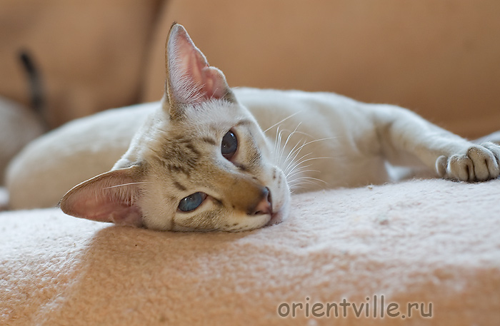 Боня разнежился на солнышке