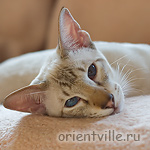 Боня разнежился на солнышке