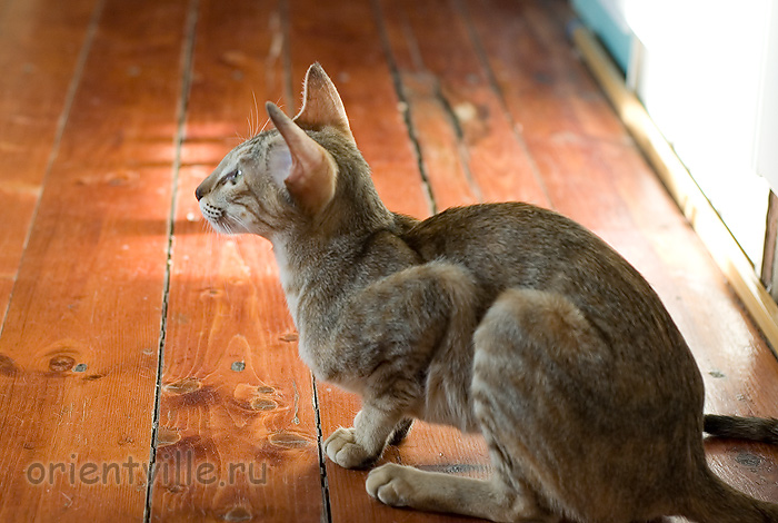 Дива наблюдает за окошком