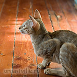 Дива наблюдает за окошком