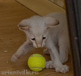 Кеша-теннисист