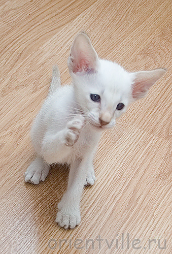 Кеша-котомодель