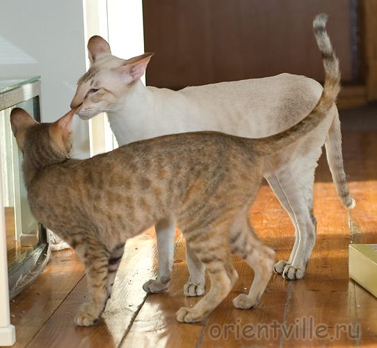 Дива с папой Акелой