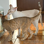 Дива с папой Акелой