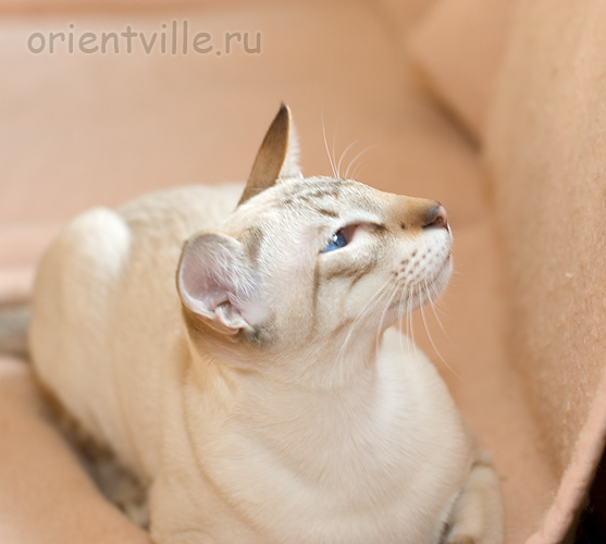 Orientville's Cap. Barbossa